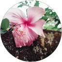 Home 25 Greeshma. S profile picture